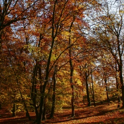 OGRODY BOTANICZNE, DRZEWA I KWIATY